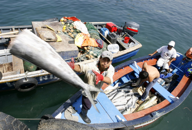  Región Lambayeque se beneficia con la pesca de consumo humano