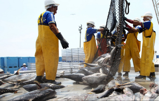Pesca de bonito, caballa y perico se vio favorecido por aumento de temperatura del mar
