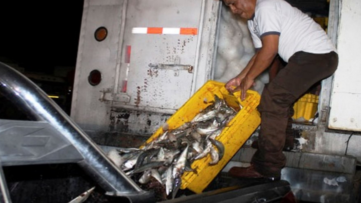 Lambayeque: más de 6 toneladas de especies hidrobiológicas incautadas en este año