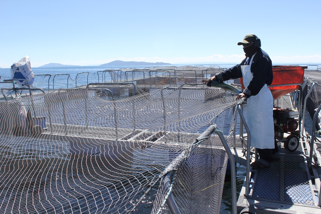 Se incrementó en 14.3% el número de empresas exportadoras peruanas