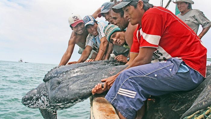   ¿Por qué es obligatorio llevar el curso de manipulación y liberación de tortugas marinas, aves y otras especies?