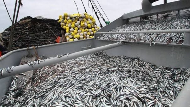 Primera temporada de pesca de anchoveta inicia este 5 de enero del 2022