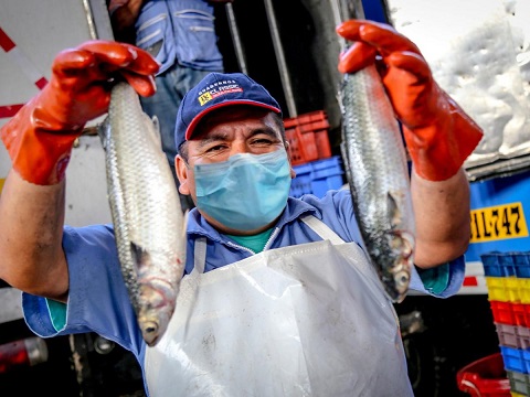 Pescados de estación son una opción para reemplazar el pollo ante alza de precios