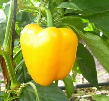 Exportaciones regionales crecieron 30% en el 2021