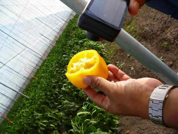 En tres años la exportación de capsicum superaría los US$ 500 millones