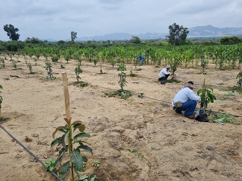 En el 2021 exportaron 8 mil 296 empresas peruanas