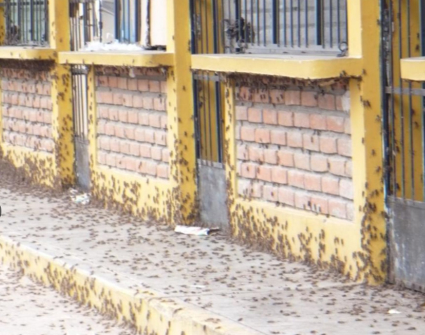 Descartan que plaga de grillos causará enfermedades infecciosas en Lambayeque