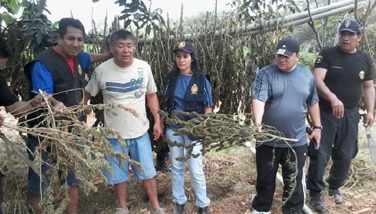 Erradican 15 mil plantones de marihuana en caserío de Olmos