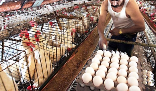 Consumir carne o huevos de aves no es una vía de contagio de la gripe aviar 