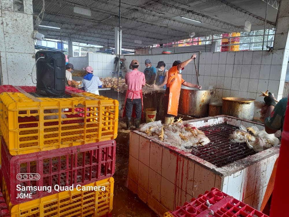 Chiclayo: multan y clausuran camales por realizar actividades en condiciones antihigiénicas