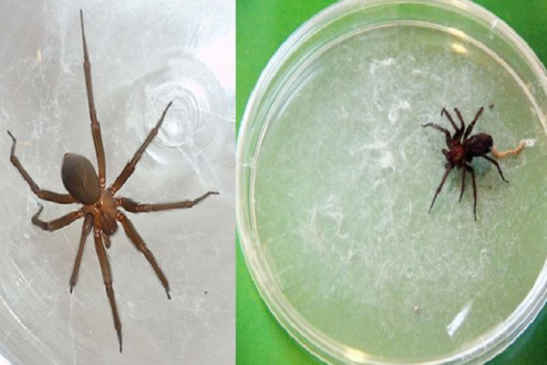 Precauciones ante aparición de arañas venenosas en zonas afectadas por huaicos