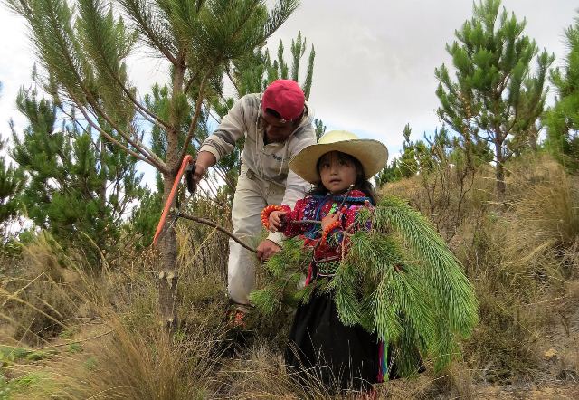 Ferreñafe: Serfor registra primera plantación de pino en comunidad campesina