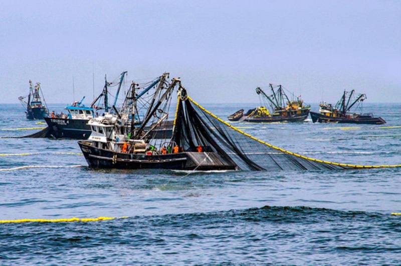 Primera temporada de pesca de anchoveta registró captura de 97.97% de la cuota