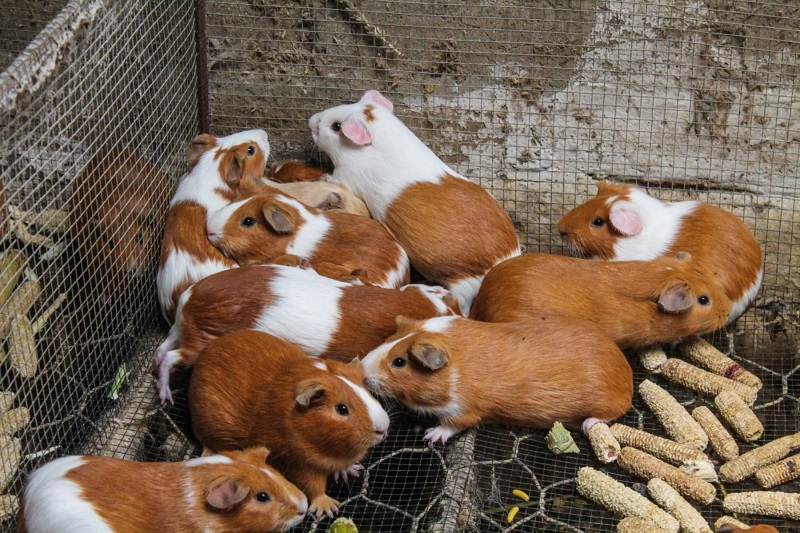 Exoneración del IGV beneficiará a más de 800,000 productores de cuy