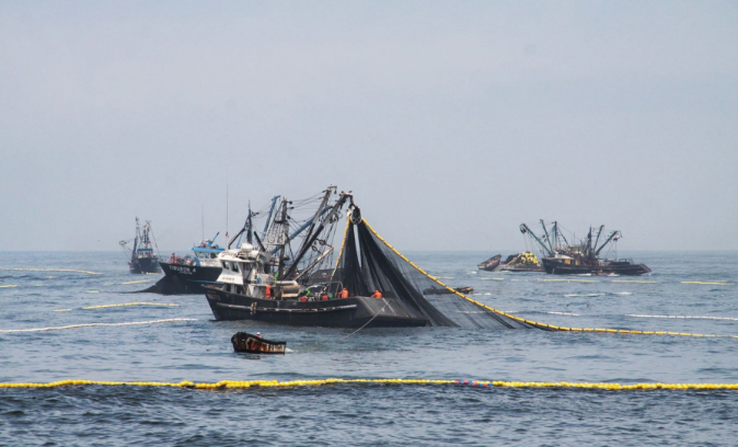 Producto Bruto Interno del sector pesquero creció 28% en septiembre