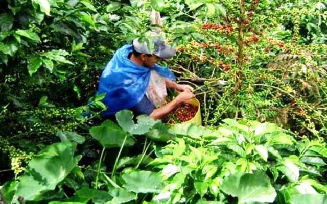 Pequeños productores de Lambayeque y Cajamarca quintuplicarán ventas de café al mercado externo