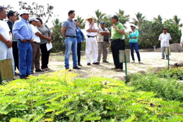 Productores de Lambayeque recibieron semillas de frijol caupí y maíz amarillo 