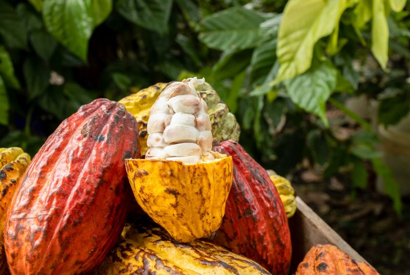  Envíos de productos orgánicos peruanos mostraron un crecimiento de 27%