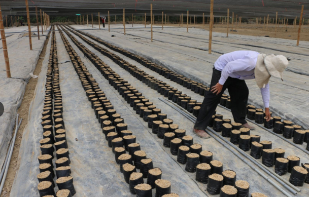 Olmos: modelo para otros proyectos agroindustriales