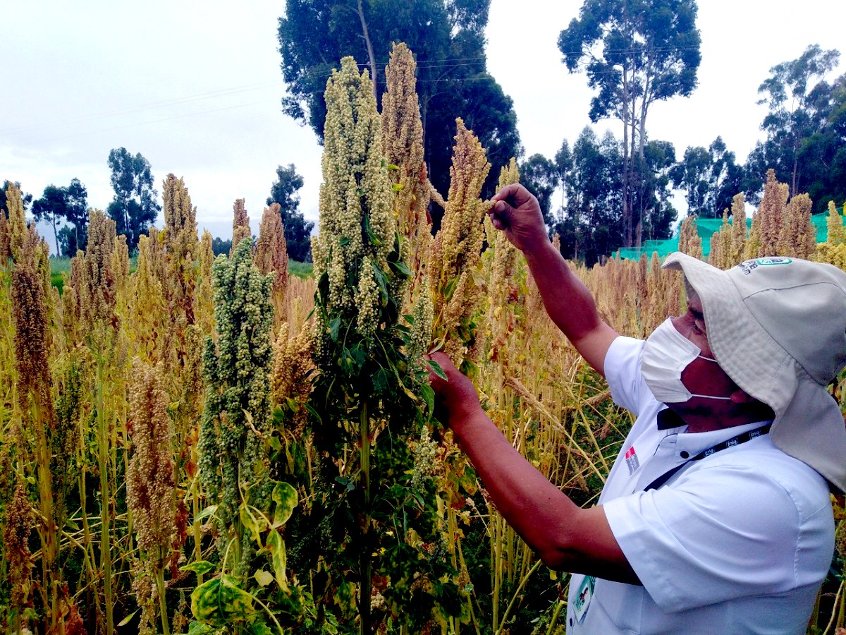 Promulgan Ley que regula servicio de extensión agropecuaria en el Perú