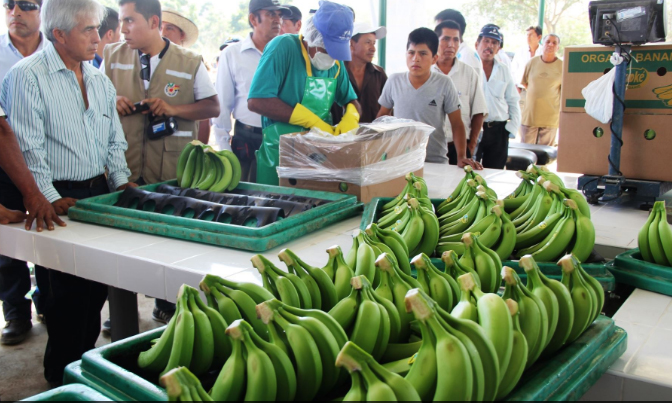 Sustituirán cultivos de arroz por banano orgánico y palta en Lambayeque