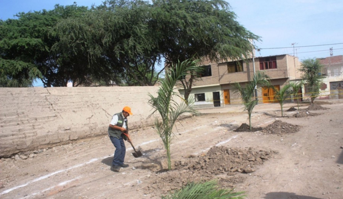 Reforestarán inmediaciones de zona arqueológica César Vallejo en Chiclayo