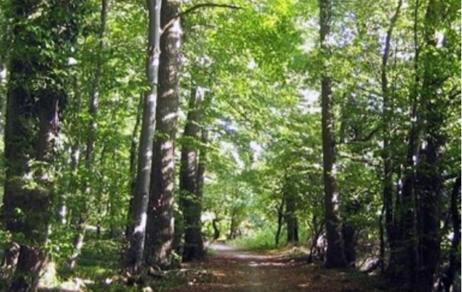 Restauran bosques afectados por incendio forestal en Lambayeque