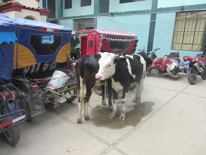 Policía sorprende a tres delincuentes robando ganado en JLO