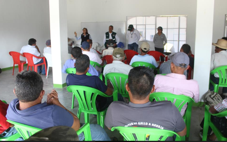 Senasa y productores de Olmos, Motupe y Chochope intensifican acciones de control de mosca de la fruta