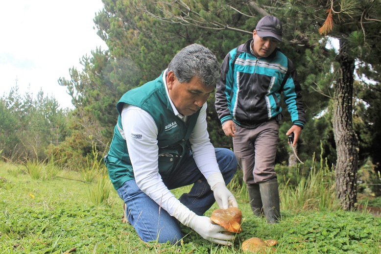 Lambayeque: Senasa autoriza funcionamiento de procesadoras de hongos comestibles