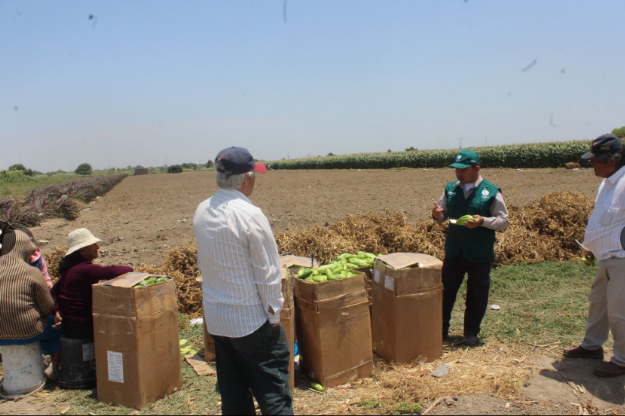 Senasa evalúa cultivos para detectar plagas en predios agrícolas en Chiclayo