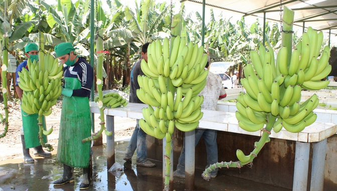 Olmos: 54 hectáreas de banano orgánico sembradas en este valle