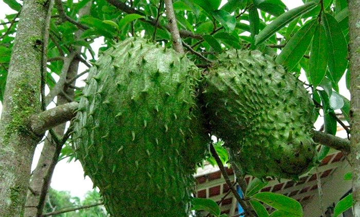 Sierra Exportadora impulsará siembra de guanábana en Lambayeque y Piura