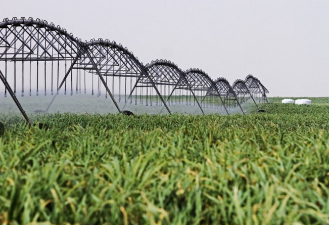 Se han sembrado más de 15,000 hectáreas para agroexportación en Olmos