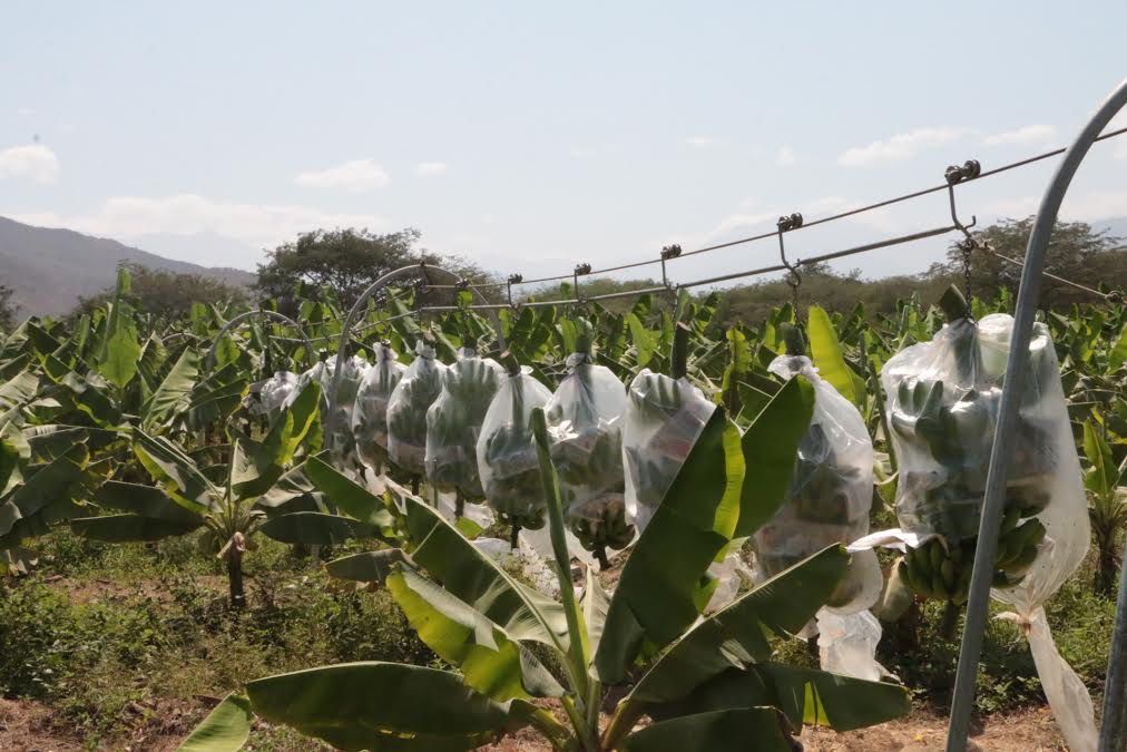 Peot promueve siembra asociativa en Valle Viejo de Olmos