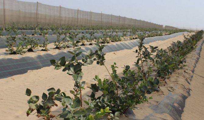 Olmos: agricultores proyectan siembra de 1,000 hectáreas de arándanos 