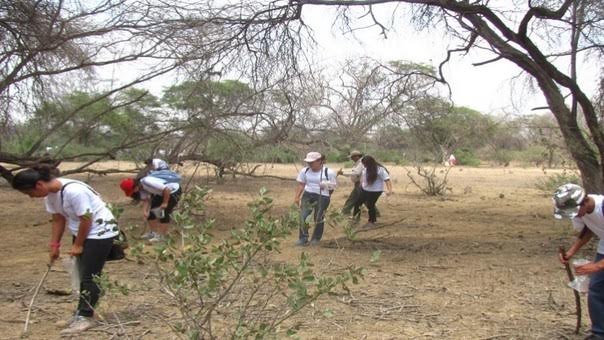 Ejecutan proyecto de reforestación en Santuario Bosque de Pómac