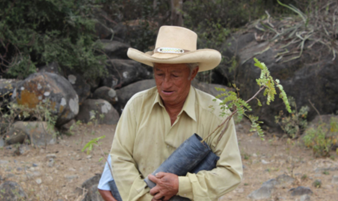 Tumán: inician campaña de reforestación de algarrobo