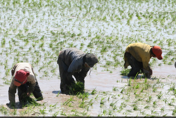 Sembrarán 25 000 hectáreas de arroz el valle Chancay-Lambayeque
