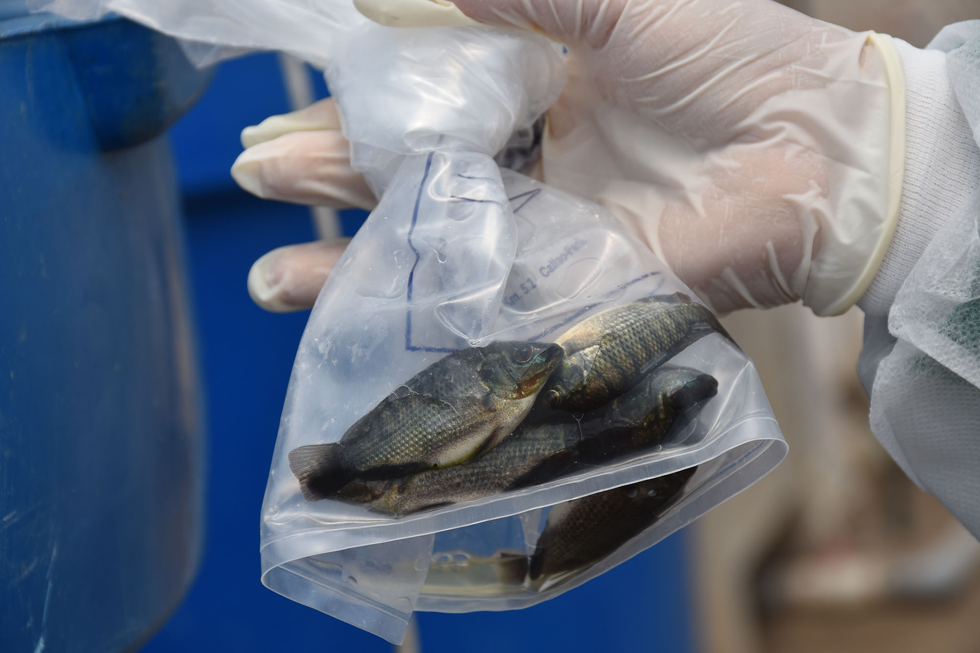 Recomiendan restricción temporal del movimiento de tilapias vivas a nivel transfronterizo, regional e intrarregional