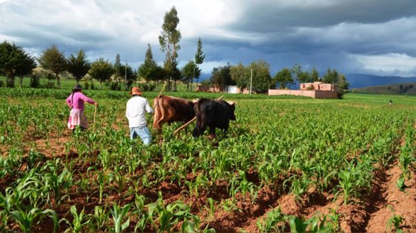 Ministro de Agricultura:“Primer barco con 40 mil toneladas de urea llegará al Perú el 17 de julio” 