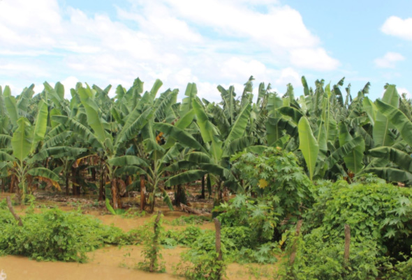 Tres sectores económicos fueron  os más afectados por las lluvias en Lambayeque