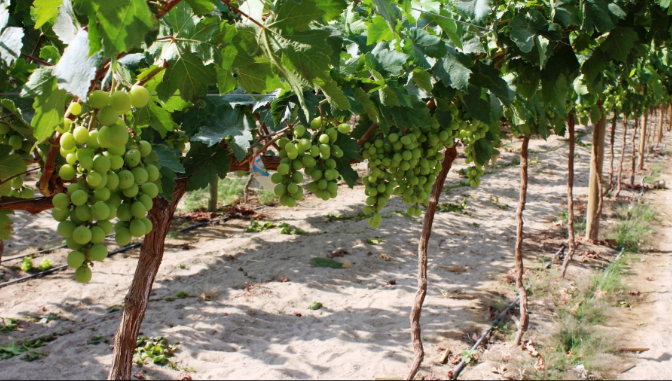 Sembríos de uva de mesa en Olmos superarán las 400 hectáreas 