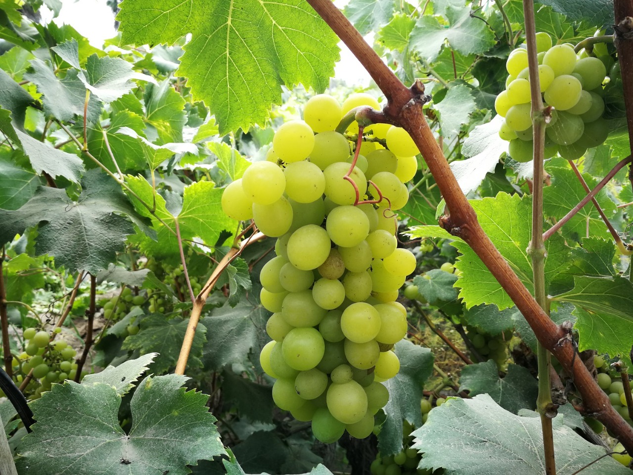 Envíos de frutas y hortalizas al mundo tuvieron un alza de 21% el 2021