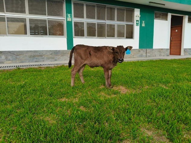 En Huaral nace la primera ternera con la mejor carne del mundo