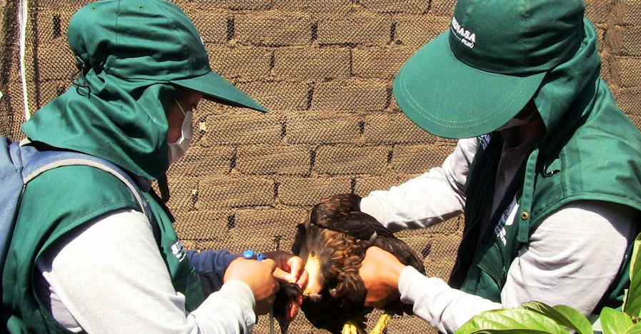 Vacunarán a 60 000 aves contra enfermedad de Newcastle en la región Lambayeque
