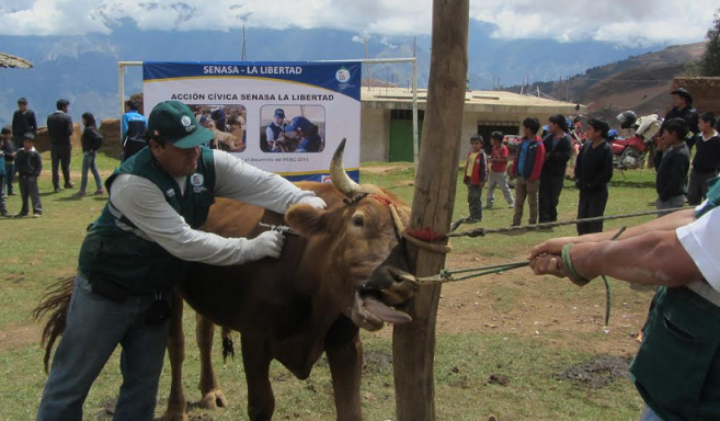 Lambayeque: Senasa registra vacunación de más de 150 mil cerdos en el 2017