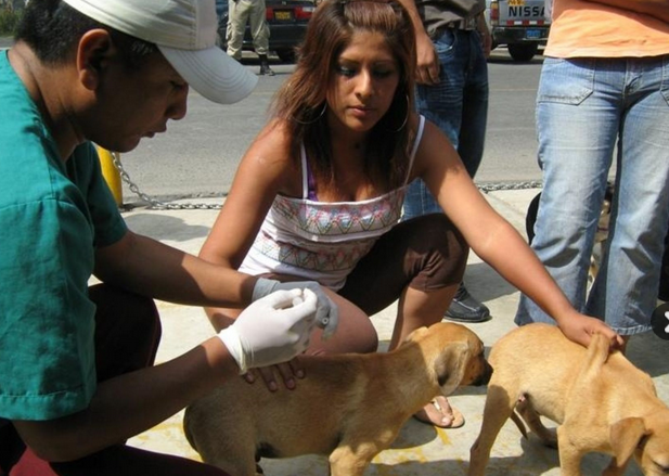 Lambayeque: más de 88 mil canes serán vacunados contra la rabia en la región