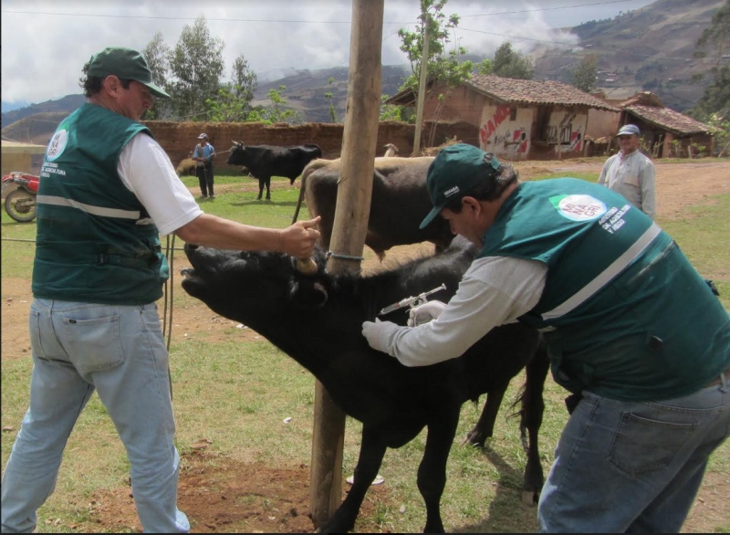 Senasa inicia vacunación contra el ántrax en Lambayeque
