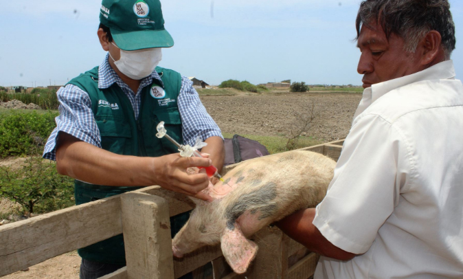 Vacunación contra peste porcina se realizaron en granjas de Lambayeque, Chiclayo y Ferreñafe